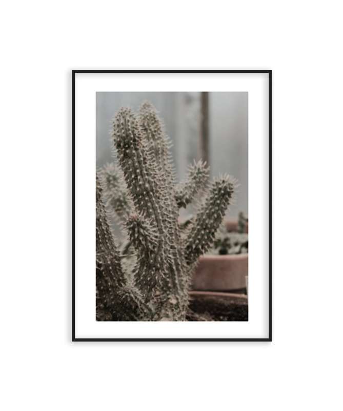 Poster cactus