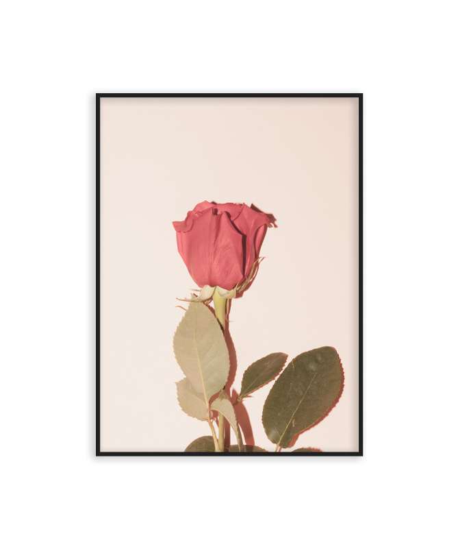 Poster rose vintage