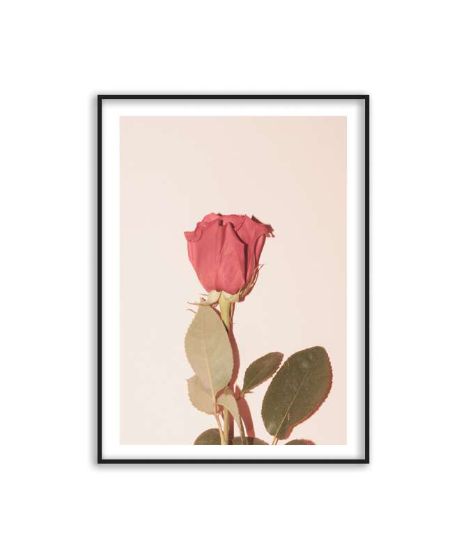 Poster rose vintage
