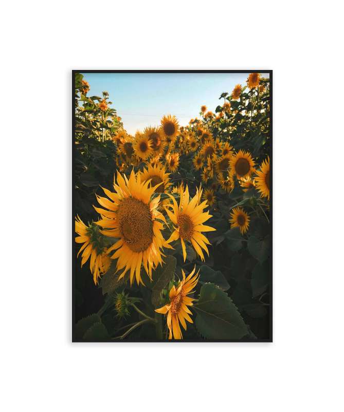 Poster champs de tournesol