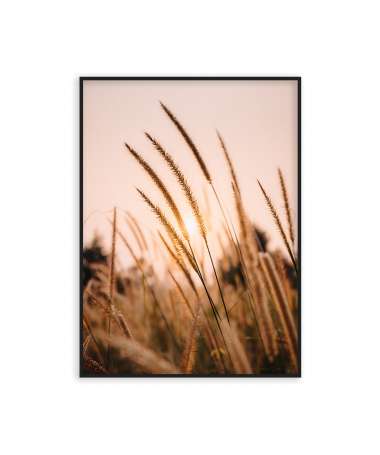 Poster champ de blé ensoleillé