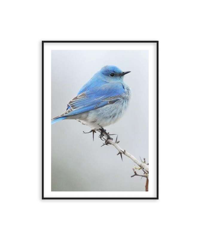 Poster blue bird