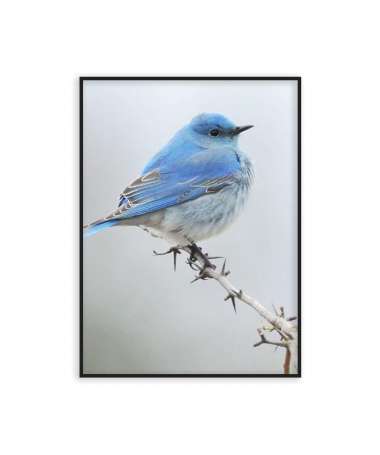 Poster blue bird