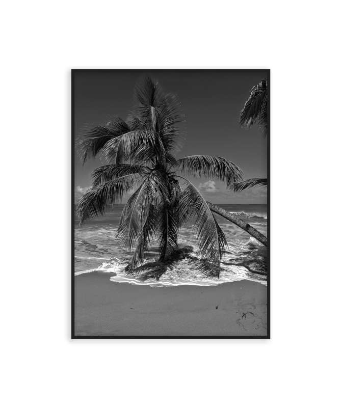Poster Guadeloupe palm tree