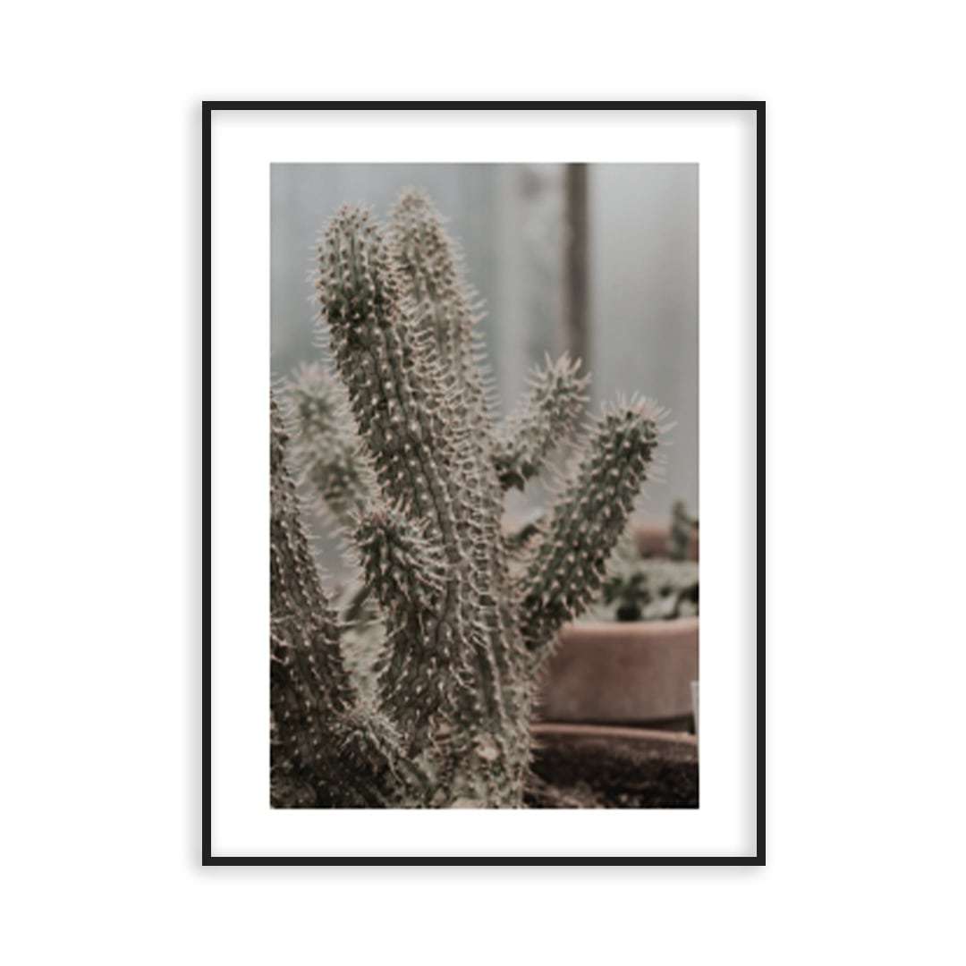 Poster cactus