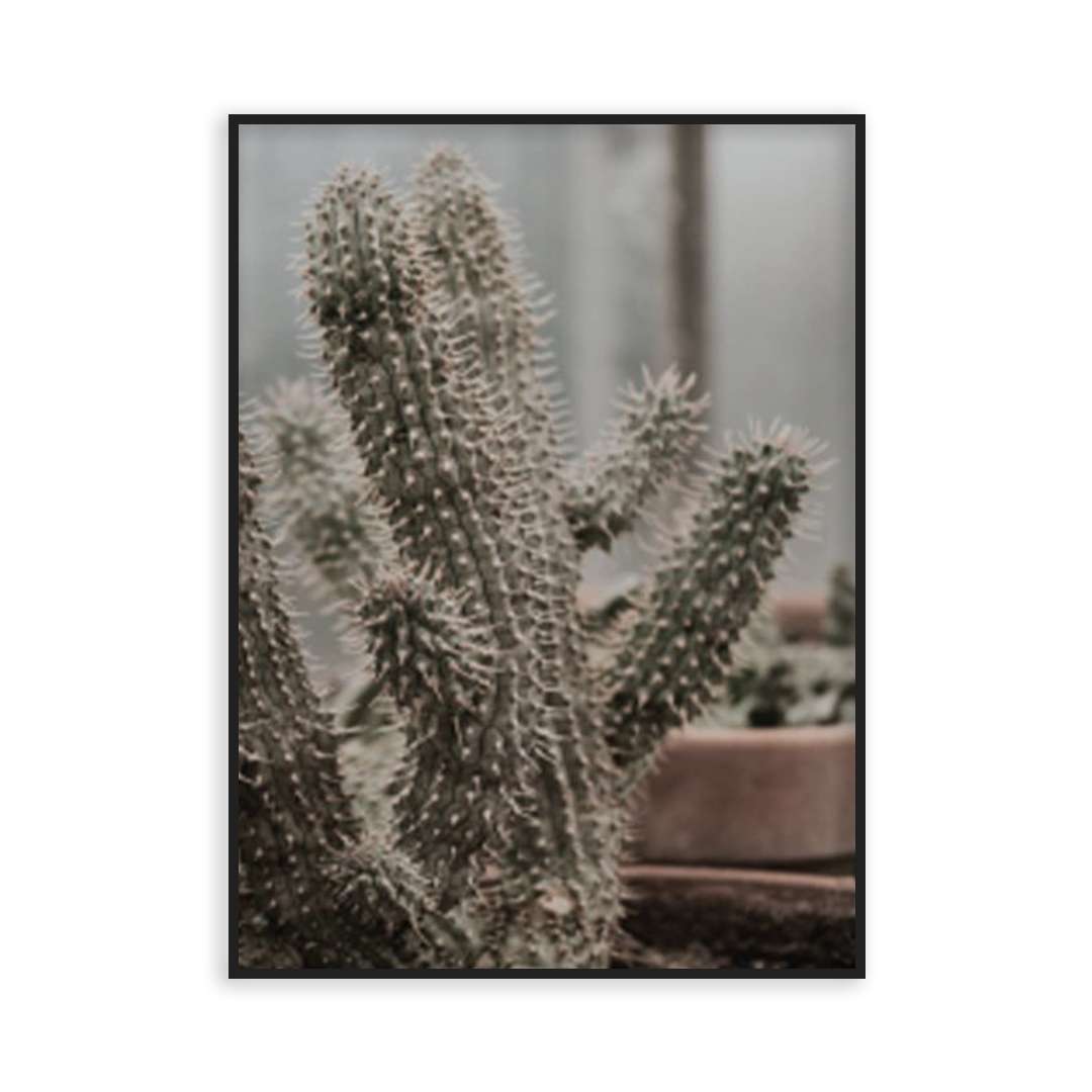 Poster cactus