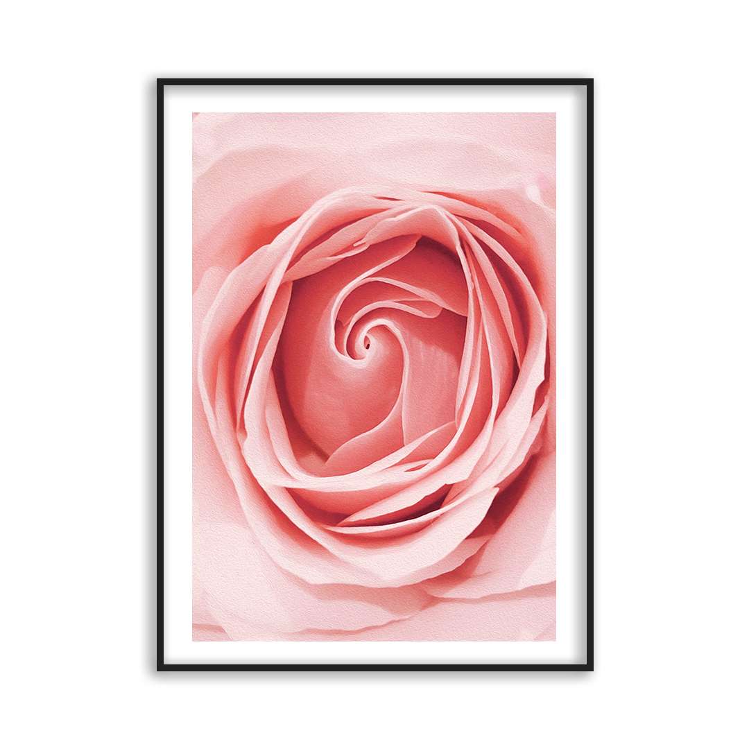 Poster close up rose