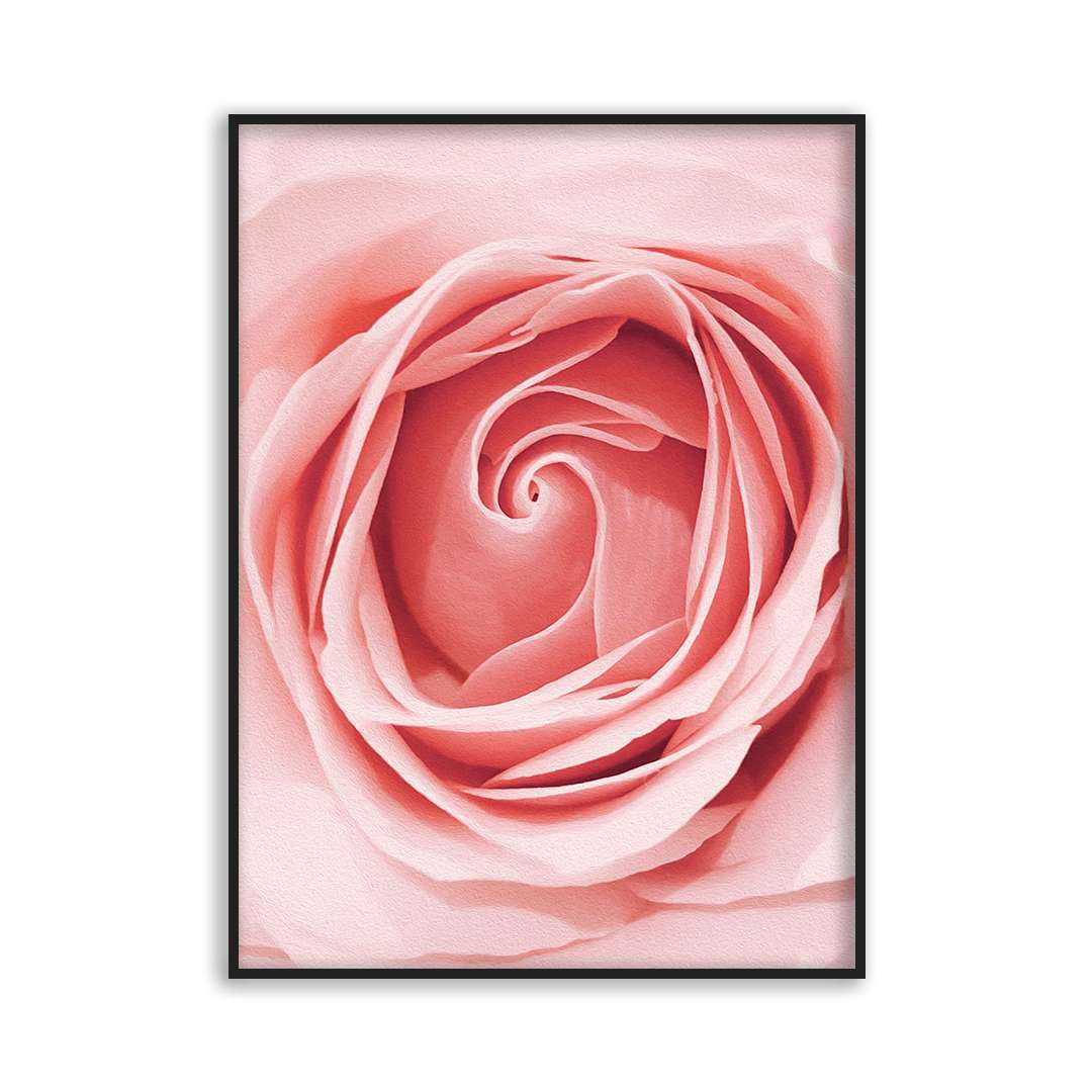 Poster close up rose