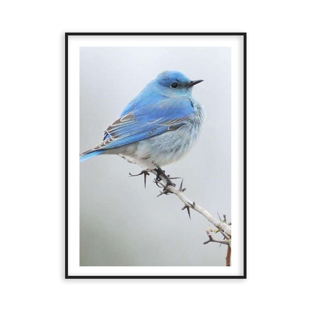 Poster blue bird