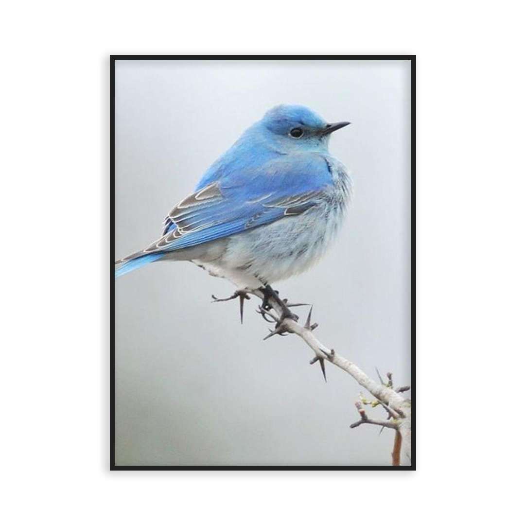 Poster blue bird