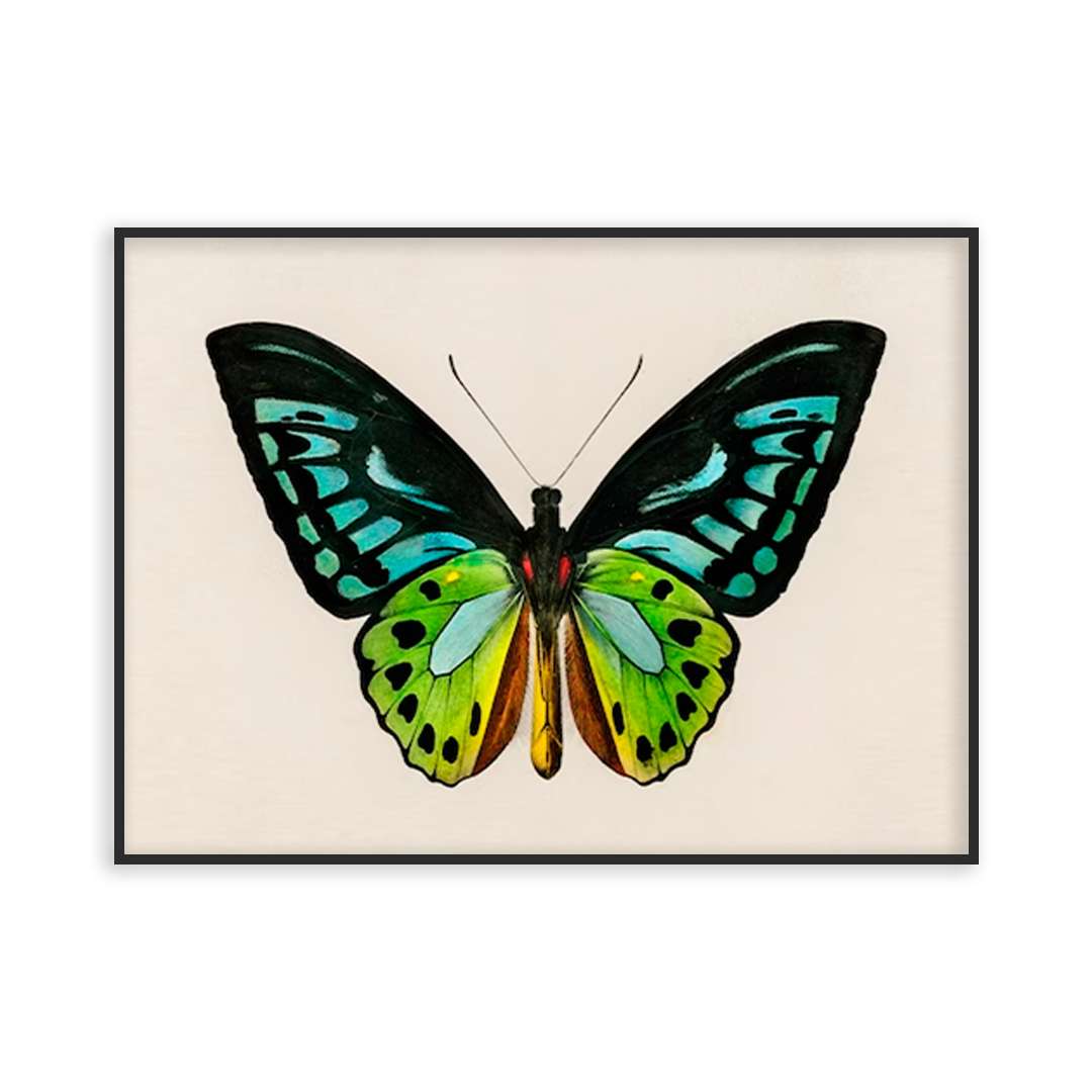 Poster Papillon