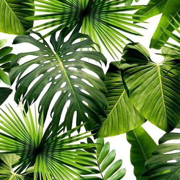 Papier Peint Tropical Leaves